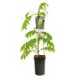 KLÄTTERVÄXT WISTERIA "ALBA" 1-PACK