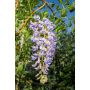 KLÄTTERVÄXT WISTERIA "BLUE MOON" 1-PACK