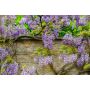 KLÄTTERVÄXT WISTERIA "BLUE MOON" 1-PACK