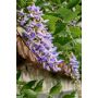 KLÄTTERVÄXT WISTERIA "BLUE MOON" 1-PACK