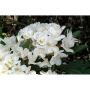 RHODODENDRON PARK CUNNINGHAMS WHITE VIT 30-40CM KRUKODLAD 5-PACK