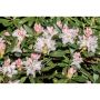 RHODODENDRON PARK CUNNINGHAMS WHITE VIT 30-40CM KRUKODLAD 5-PACK