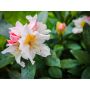 RHODODENDRON PARK CUNNINGHAMS WHITE VIT 30-40CM KRUKODLAD 5-PACK