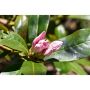 RHODODENDRON PARK CUNNINGHAMS WHITE VIT 30-40CM KRUKODLAD 5-PACK