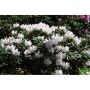 RHODODENDRON PARK CUNNINGHAMS WHITE VIT 30-40CM KRUKODLAD 5-PACK