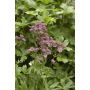 PERENN ASTRANTIA MAJOR 6-PACK