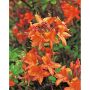 AZALEA KNAPHILL GOLDEN EAGLE ORANGE/GUL 30-40CM KRUKODLAD