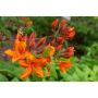 AZALEA KNAPHILL GOLDEN EAGLE ORANGE/GUL 30-40CM KRUKODLAD
