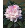 RHODODENDRON SILBERWOLKE VITROSA 25-30CM KRUKODLAD