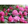 RHODODENDRON POLARIS ROSA 25-30CM KRUKODLAD