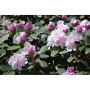 RHODODENDRON SCHNEEKRONE VITROSA 25-30CM KRUKODLAD
