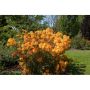 AZALEA KNAPHILL KLONDYKE ORANGE/GUL 30-40CM KRUKODLAD