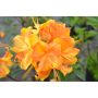 AZALEA KNAPHILL KLONDYKE ORANGE/GUL 30-40CM KRUKODLAD