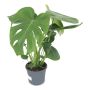 MONSTERA DELICIOSA KRUKA 14CM