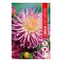 VÅRLÖK DAHLIA DUET STAR SUPRISE 1ST
