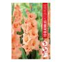 VÅRLÖK GLADIOLUS PETER PEARS 10ST