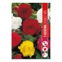 VÅRLÖK BEGONIA MIX 3ST