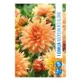 VÅRLÖK DAHLIA NOORDWIJKS GLORIE 1ST 