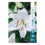VÅRLÖK LILJA LILIUM CASA BLANCA 2ST