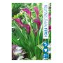 VÅRLÖK ZANTEDESCHIA PURPLE SENSATION 1ST