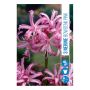 VÅRLÖK NERINE BOWDENII 3ST