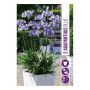 VÅRLÖK AGAPANTHUS BLUE 2ST