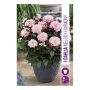VÅRLÖK DAHLIA MELODY HARMONY 1ST