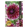 VÅRLÖK DAHLIA ALAUNA CLAIR OBSCUR 1ST 