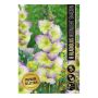 VÅRLÖK GLADIOLUS MOONLIGHT SHADOW 8ST