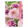 VÅRLÖK DAHLIAS BLUEBERRY & CREAM 2ST