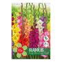 VÅRLÖK GLADIOLUS MIX 10ST