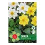 VÅRLÖK DAHLIA MIGNON 2ST