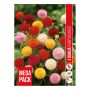 VÅRLÖK DAHLIA POMPON MIX 3ST