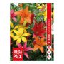 VÅRLÖK LILJA LILIUM ASIATIC MIX 8ST