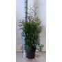 THUJA BRABANT KRUKA 60-70CM