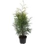THUJA BRABANT KRUKA 60-70CM