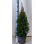 THUJA SMARAGD KRUKA 60-70CM