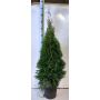 THUJA SMARAGD KRUKA 80-100CM