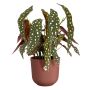 PLASTKRUKA ELHO JAZZ RUND Ø16CM RÖD
