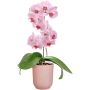 INOMHUSKRUKA ELHO Ø12,5CM ROSA