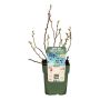 BÄRBUSKE AMERIKANSKT BLÅBÄR LITTLE BLUE WONDER 13CM