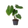 PHILODENDRON GLORIOSUM KRUKA 12CM