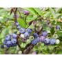 BÄRBUSKE HYBRIDBLÅBÄR VACCINIUM EMIL E 15-20CM KRUKODLAD