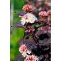BUSKE SMÄLLSPIREA SMPOTW VIT/ROSA 5-PACK