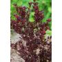 BUSKE SMÄLLSPIREA SMPOTW VIT/ROSA 5-PACK