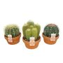 KAKTUS I KERAMIK KRUKA OLIKA SORTER 17CM 