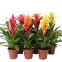 BROMELIA KRUKA 12CM