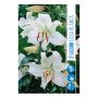 HÖSTLÖK LILJA LILY'S CASA BLANCA 2ST