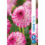 VÅRLÖK DAHLIA PINK ISA 1ST