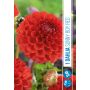 VÅRLÖK DAHLIA SUNNY BOY RED 1ST